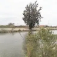 ناصر سيف