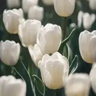 SHEC