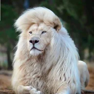 الاسكندرانى