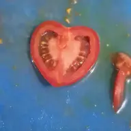 slavealex