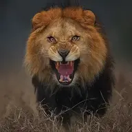ياسر888