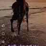 الفحل٦