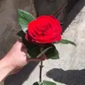 مجد عساف