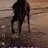 الفحل٦